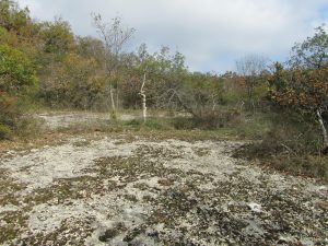 Dalle calcaire biodiversité