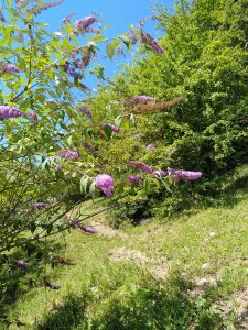 Buddleia de David