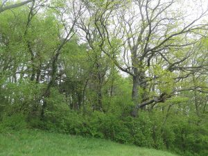 Biodiversité en lisière